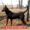 臺(tái)灣蘇聯(lián)紅犬多少錢(qián)一只
