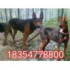 萊州紅犬喂什么萊州紅犬怎么訓(xùn)練