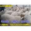 衡陽哪里有賣肉羊的
