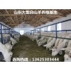 湘西哪里有賣肉羊的