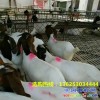 東莞哪里有賣肉羊的