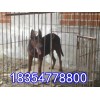蘇聯(lián)紅犬幼犬價格
