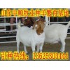 東莞哪里有賣波爾山羊的