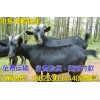 揭陽哪里有賣波爾山羊的