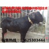梧州哪里有賣肉羊的