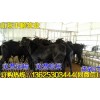 河池哪里有賣肉羊的