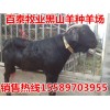 云南哪里有賣波爾山羊的