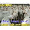 楚雄哪里有賣小尾寒羊的