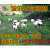 云南波爾山羊價格行情