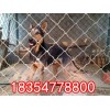 格力犬
