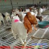 南寧小尾寒羊價(jià)格表
