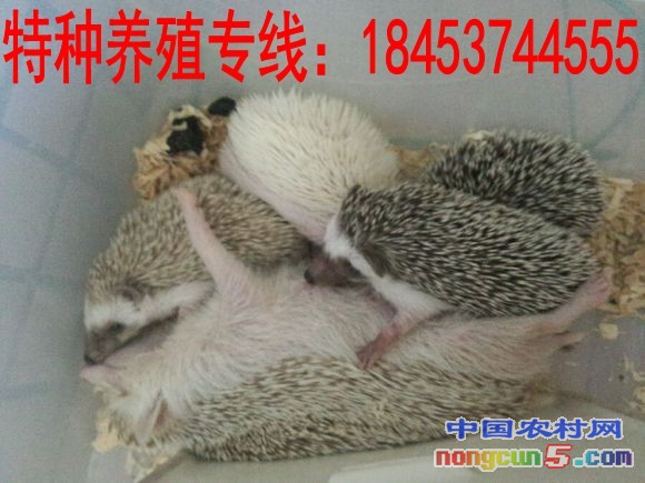 7f98de39b6003af38253a742362ac65c1138b6f6_conew1
