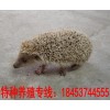 山東刺猬養(yǎng)殖場(chǎng)