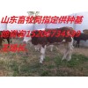 山東西門塔爾牛大型養(yǎng)殖基地