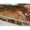 甘肅三元雜交肉牛犢養(yǎng)殖基地