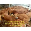 黃牛牛苗多少錢一頭、