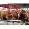 玉林肉牛犢肉牛苗多少錢一頭