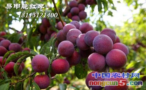 脆紅李樹(shù)苗