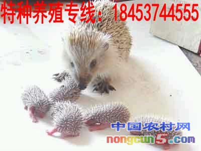 1359087_2015922194394_conew1
