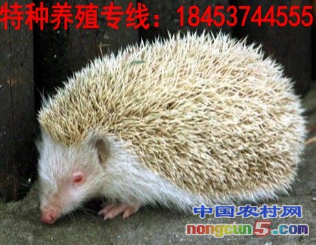1359087_2015922191428_conew1