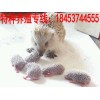 四川刺猬養(yǎng)殖場供應(yīng)批發(fā)刺猬