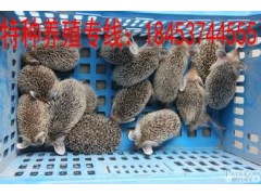 內(nèi)蒙古刺猬養(yǎng)殖場(chǎng)