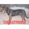 萊州紅犬幼犬