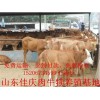 青海哪里有肉牛犢養(yǎng)殖基地