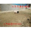 巴馬香豬種豬多少錢(qián)
