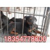 蘇聯(lián)紅幼犬價格