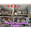 野兔種兔多少錢一只