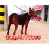 純種萊州紅犬價(jià)格萊州紅犬是不是大中型犬