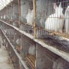 長毛兔人工授精方法