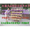 養(yǎng)五十只種兔一年能賺多少錢 肉兔養(yǎng)殖利潤
