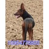 一只山紅犬幼犬怎么賣