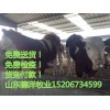 云南哪里有肉牛養(yǎng)殖場、