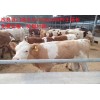 河南改良肉牛犢價格行情