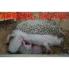 刺猬養(yǎng)殖基地提供刺猬養(yǎng)殖技術(shù)