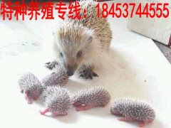 一只刺猬多少錢