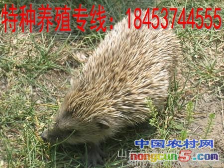 wKhQo1X5XWaEU8MTAAAAAElJ3ts147_conew2