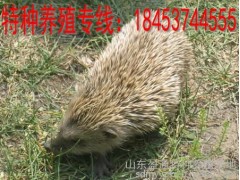 刺猬養(yǎng)殖的效益如何