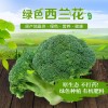 基地自產(chǎn)新鮮蔬菜西蘭花