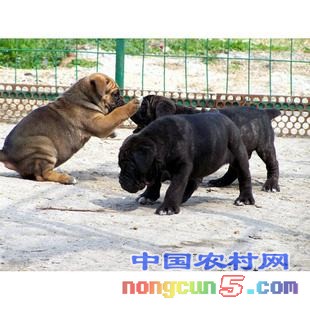 timg (3)