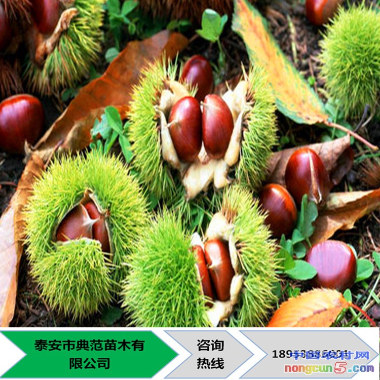 板栗_副本
