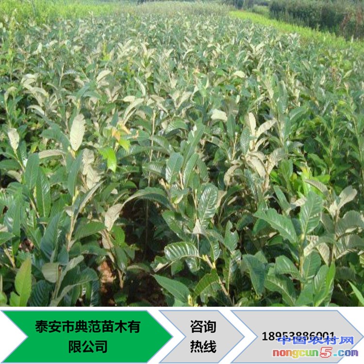 板栗苗1_副本