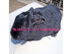 飼養(yǎng)肉兔的主食是什么