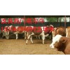 養(yǎng)殖肉牛犢西門塔爾牛價格行情、