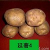 延薯4號(hào)