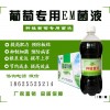 em菌灌溉果園葡萄專用em菌使用方法