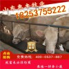 夏洛萊牛改良牛犢最近價格